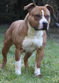 caine amstaff