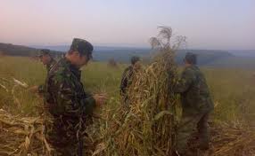 soldati- militari la munca campului