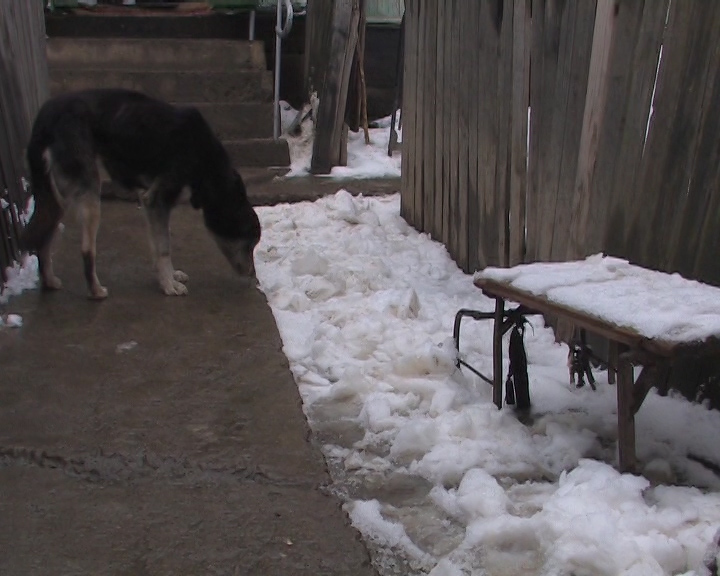 caine rau- caine agresiv1