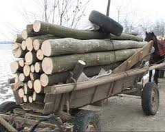 hoti de lemne