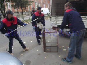 capturat caini- ecarisaj Trioconstruct