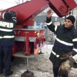 pompierii din Botosani salveaza un paun1