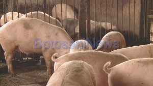 ferma de porci in Botosani