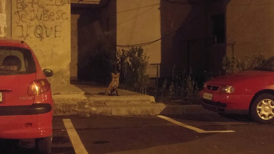 vulpe-pe-strada-stefan-luchian-din-botosani