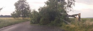 copac rupt pe drumul national dorohoi- darabani- botosani
