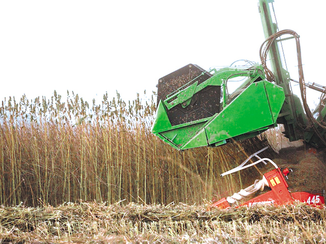 canepa cultura, stiri, botosani