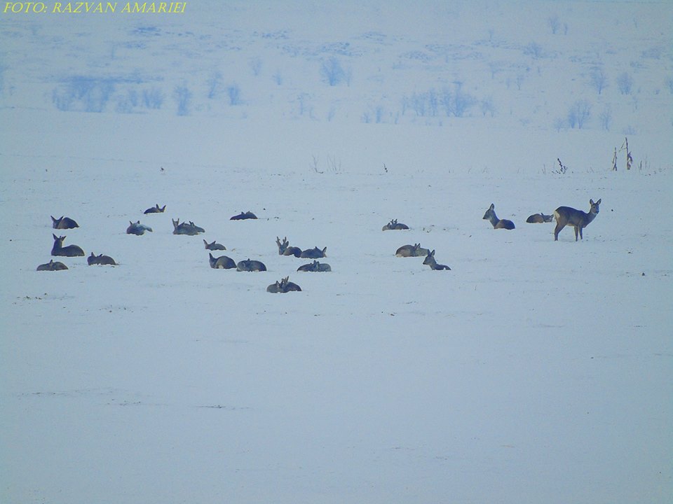 turma de caprioare, stiri, botosani