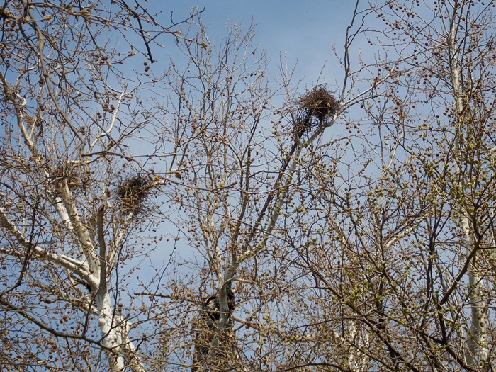 cuiburi de ciori, stiri, botosani