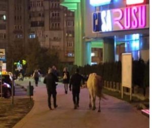 cu calul la mall in Botosani